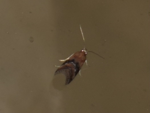 Rhodophaea formosa (Pyralidae)? S